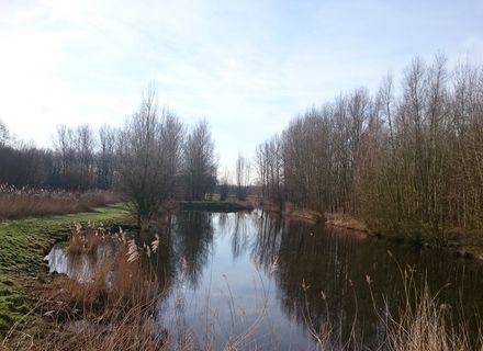 Abtswoudse Bos