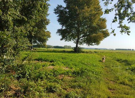 Alblasserbos
