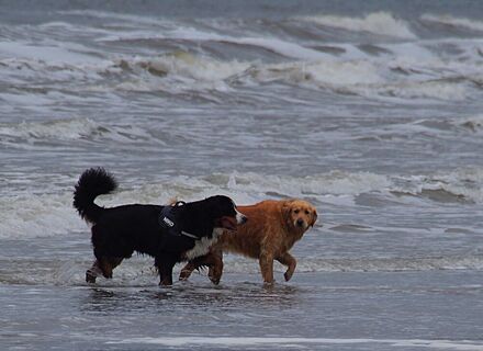 Ameland
