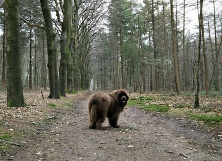 Amerongse Bos