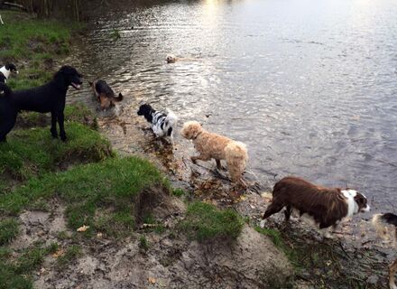 Amsterdamse Bos