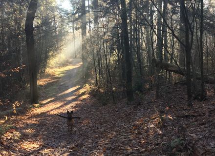 Belvederebos West