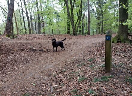Bennekomse Bos
