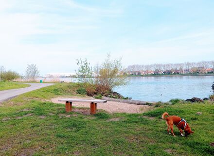 Biesbosch