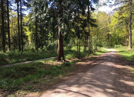Blauwe Bos