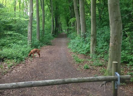 Blijhamsterbos