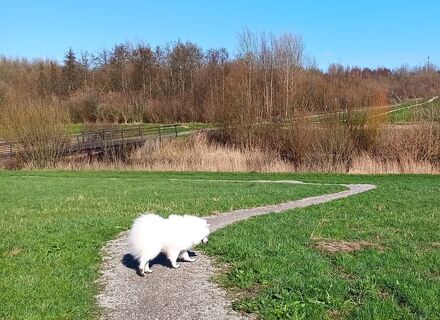 Boseilanden