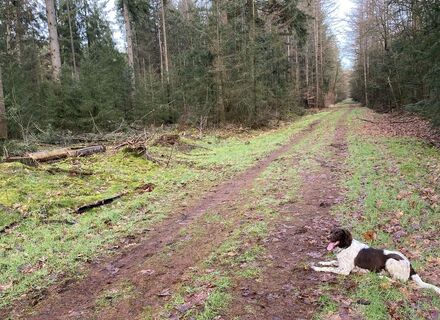 Boswachterij Gees