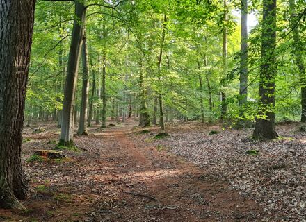 Boswachterij Odoorn