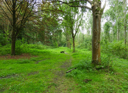 Buitenhout