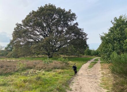 Bussummerheide