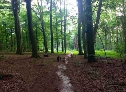 Crailose bos