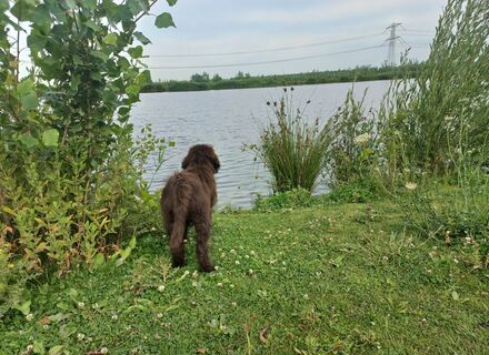 De Nieuwe Dordtse Biesbosch, Bezinkplas