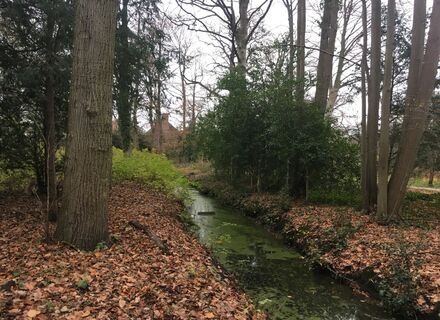 De Paauw