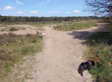De Regte Heide