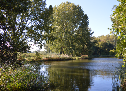 Delftse Hout