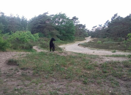 Drents Friese Wold - Noord