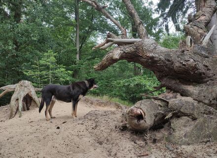 Dwingelderveld Lheederzand