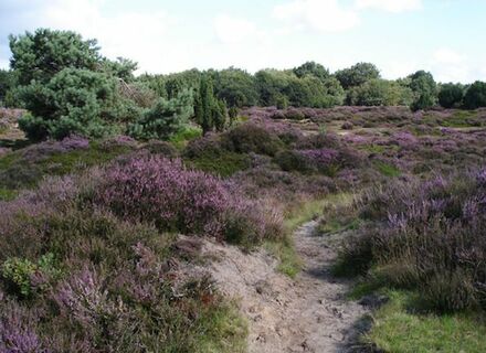 Dwingelderveld Oost