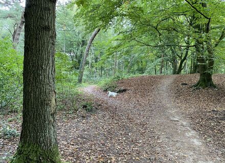 Edese bos