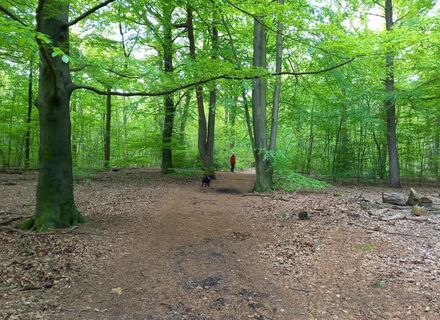 Ermelose Bos