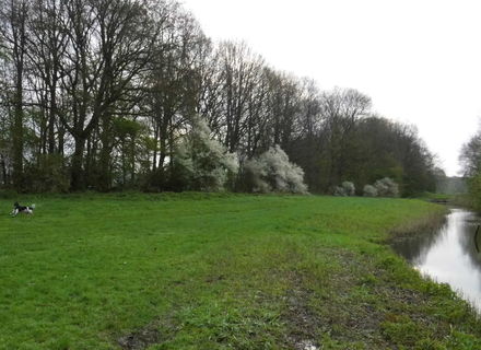 Froskepolle