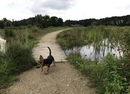 Gagelbos