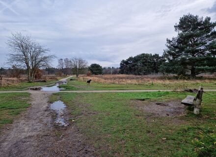Groevenbeekse heide