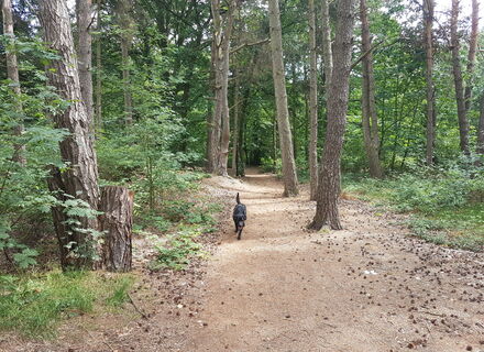Groote Heide