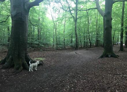 Heilooërbos