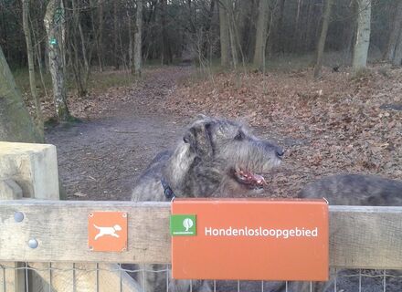 Hondenbos Het Leesten