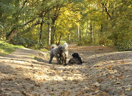 Hondenbos Julianatoren