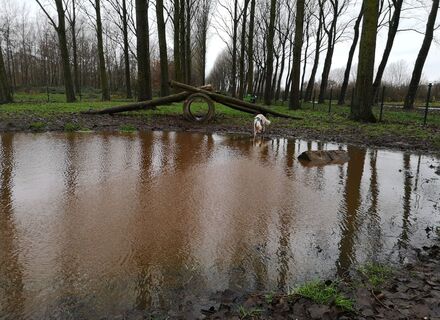 Hondenspeeltuin