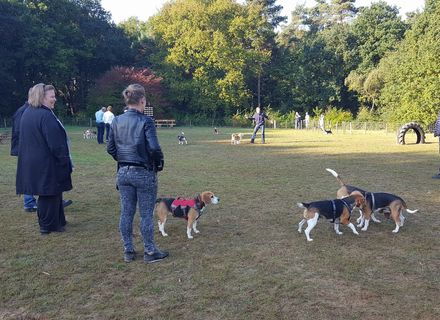 Hondenspeelweide 't Greun Veldje