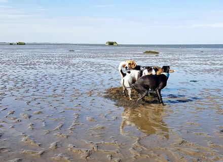 Hondenstrand (Autostrand)