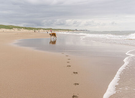 Hondenstrand Bloemendaal