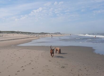 Hondenstrand Duindorp