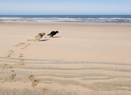 Hondenstrand & duingebied Noordwijk