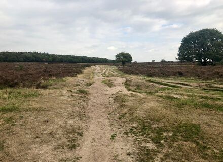 Hoorneboegse heide