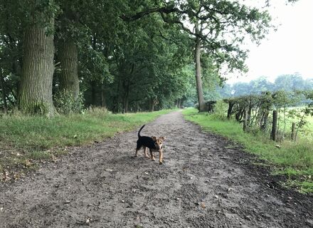Houdringe