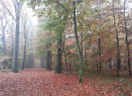 Kapsebos