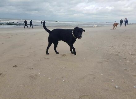 Kijkduin