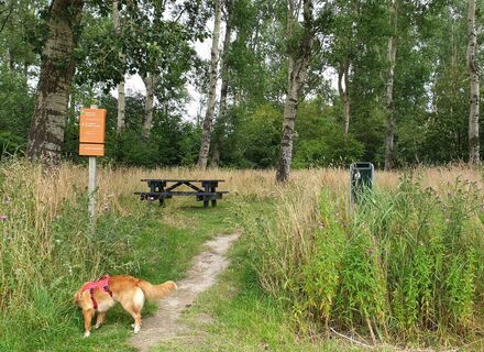 Kollumerwaard