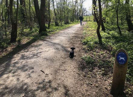 Kwispelroute (hondenwandeling) in Leidschendam
