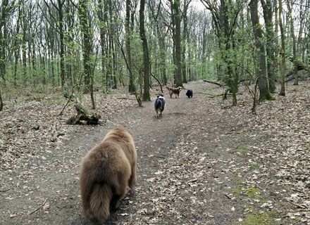 Laarsenberg