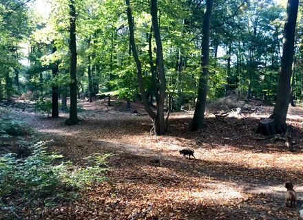 Lage Vuursche