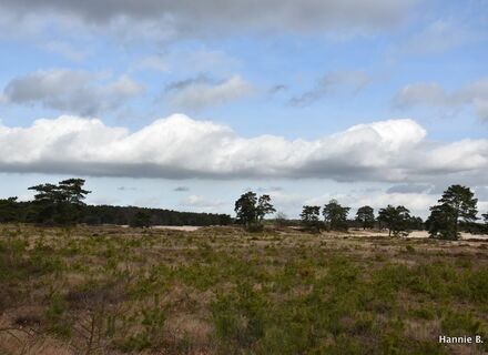 Lange Duinen