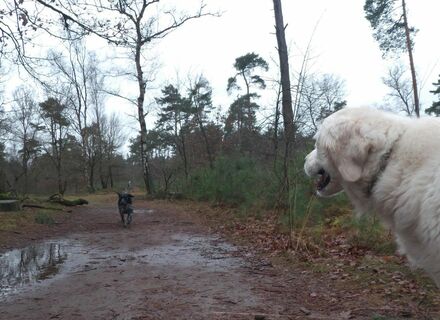 Leenderbos