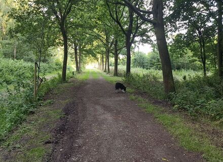 Leidschendammerhout