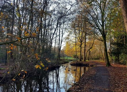Libellebos en Bovenkerkerpolder